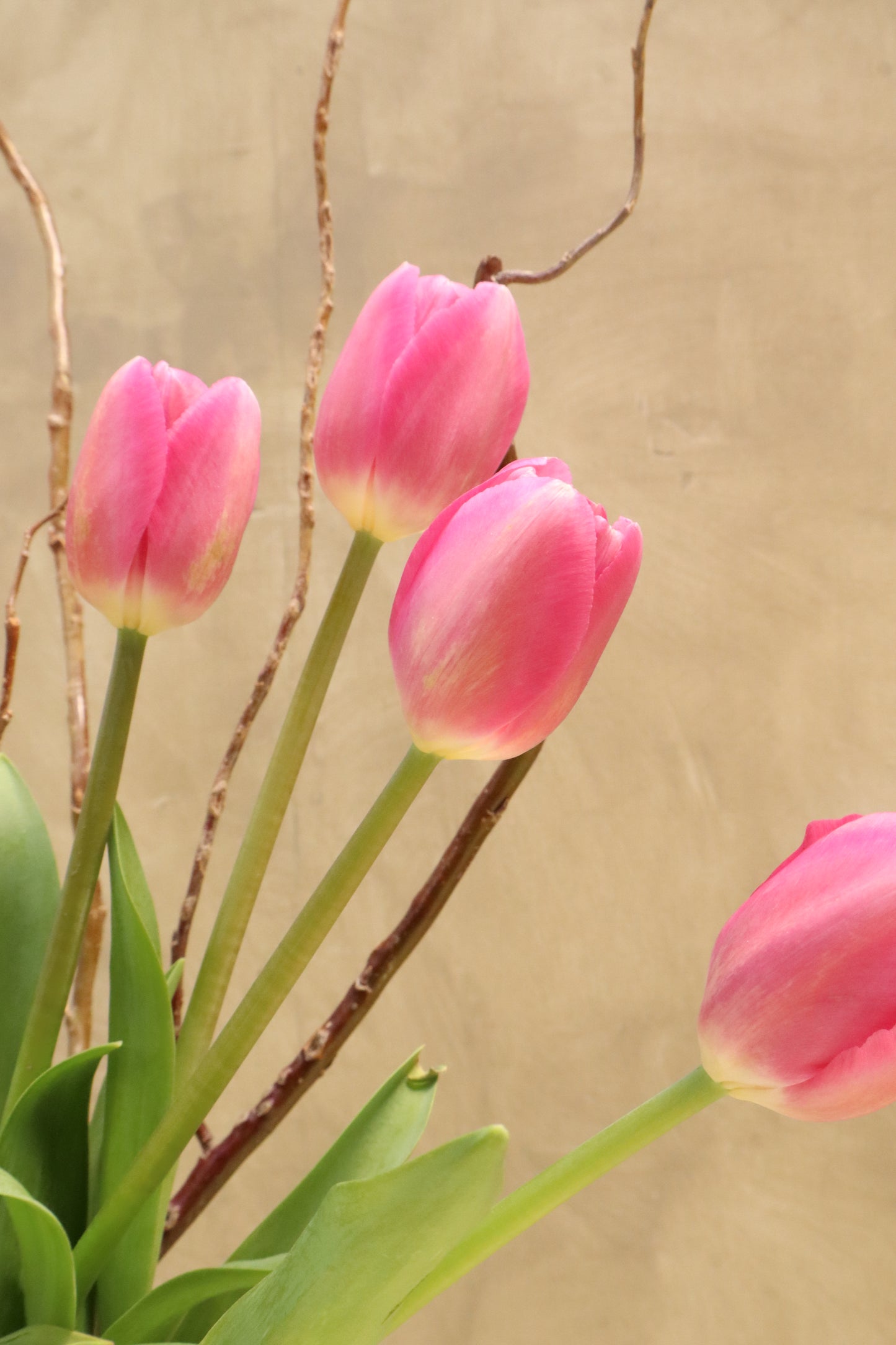 TULIPANES MÁLAGA