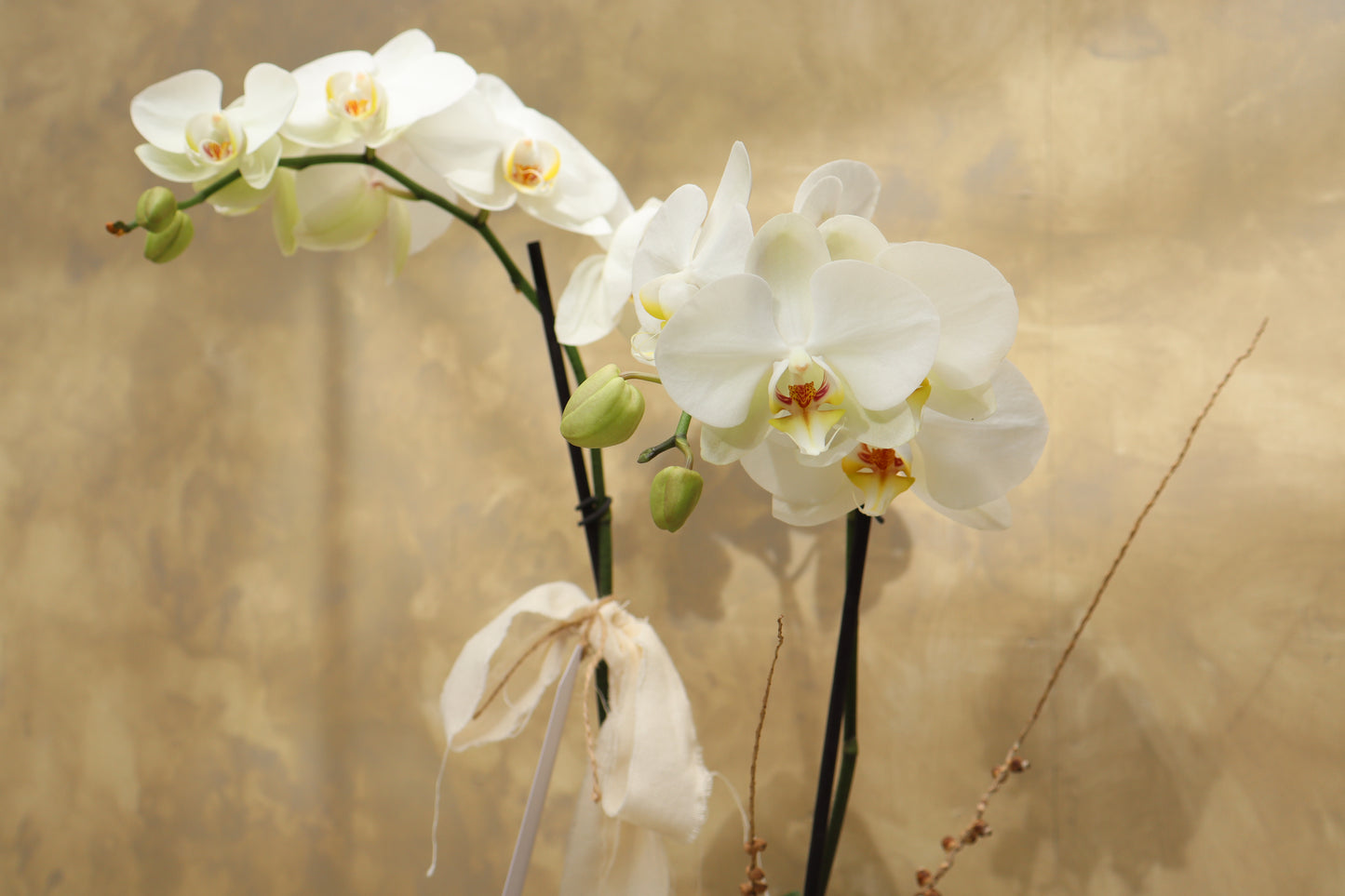 ORQUÍDEA