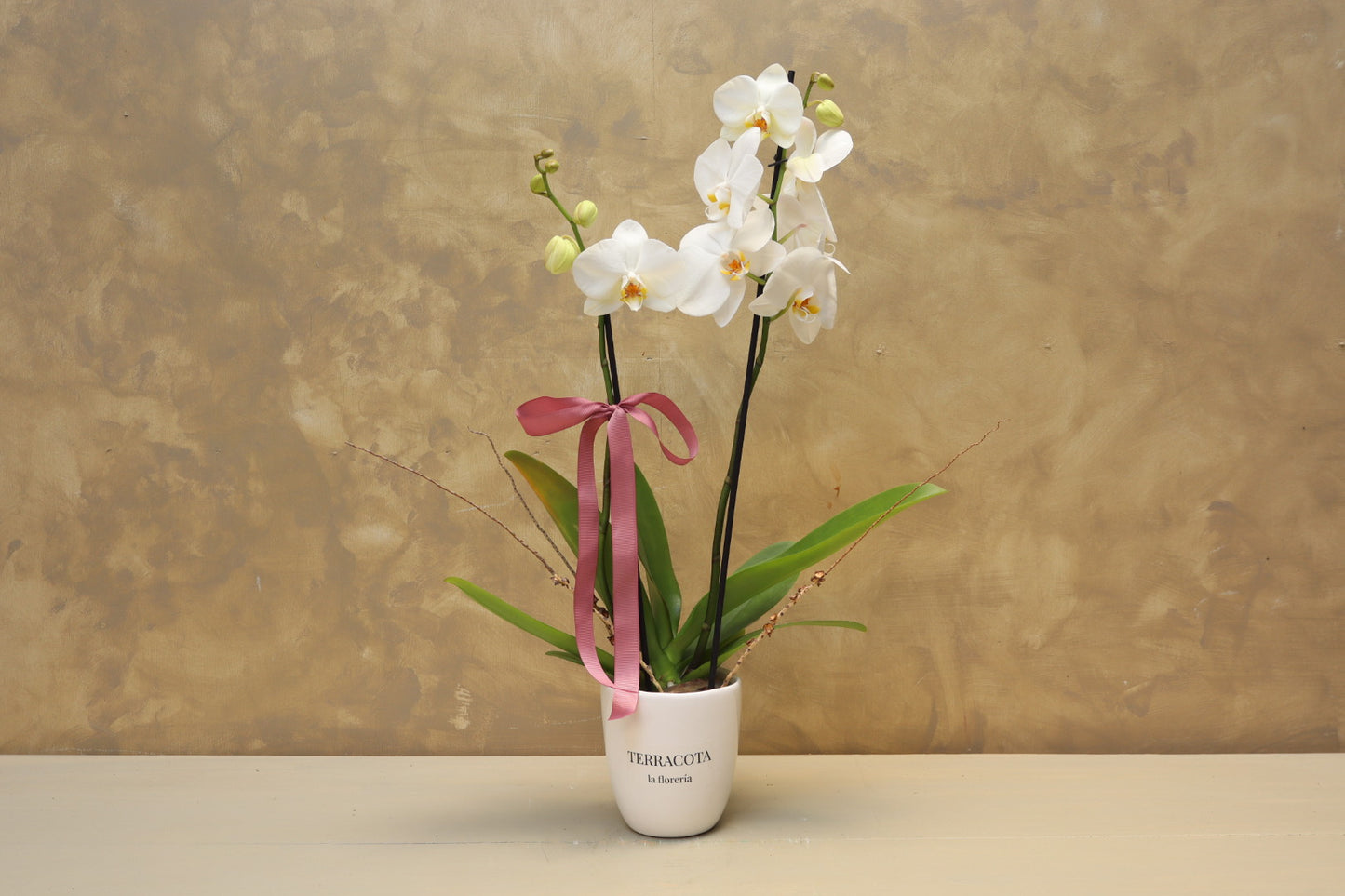 Orquídeas en base
