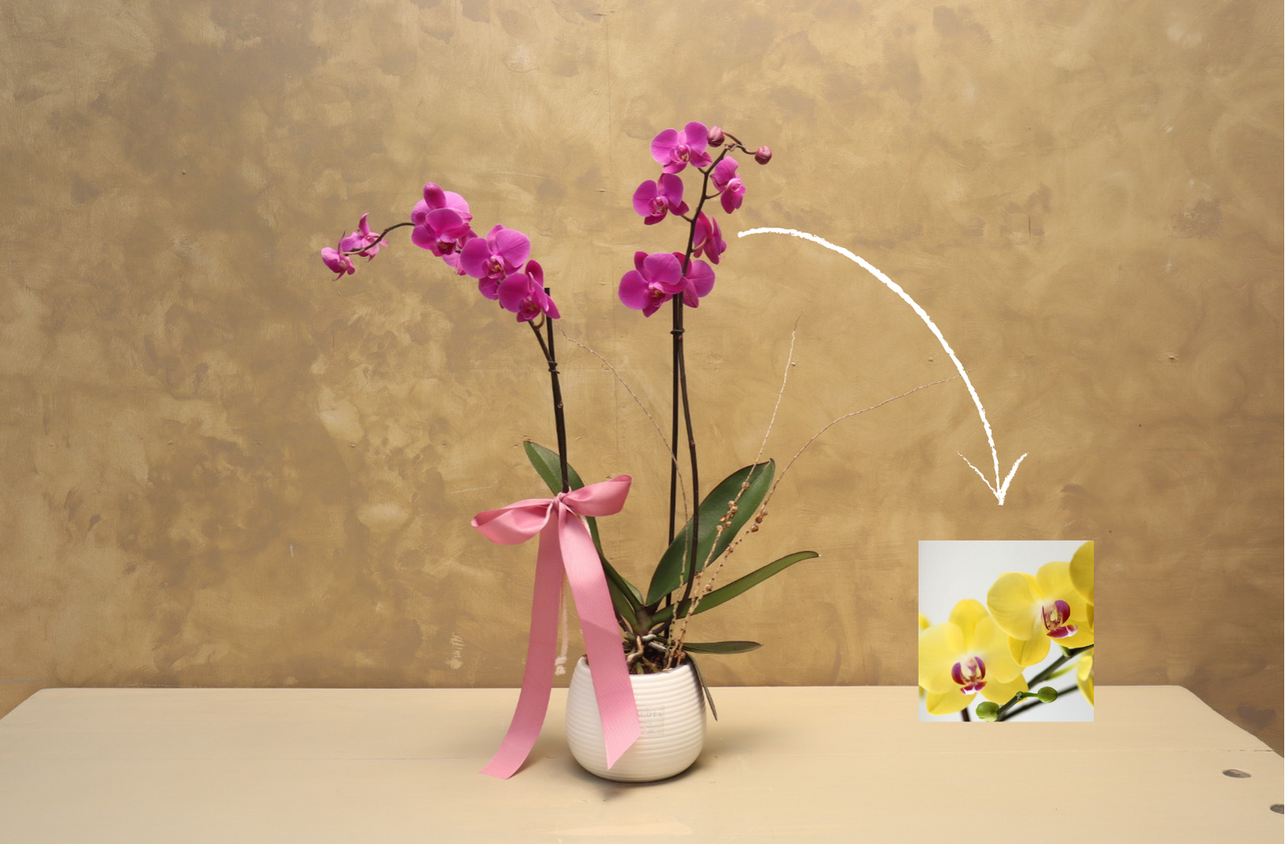 Orquídeas en base