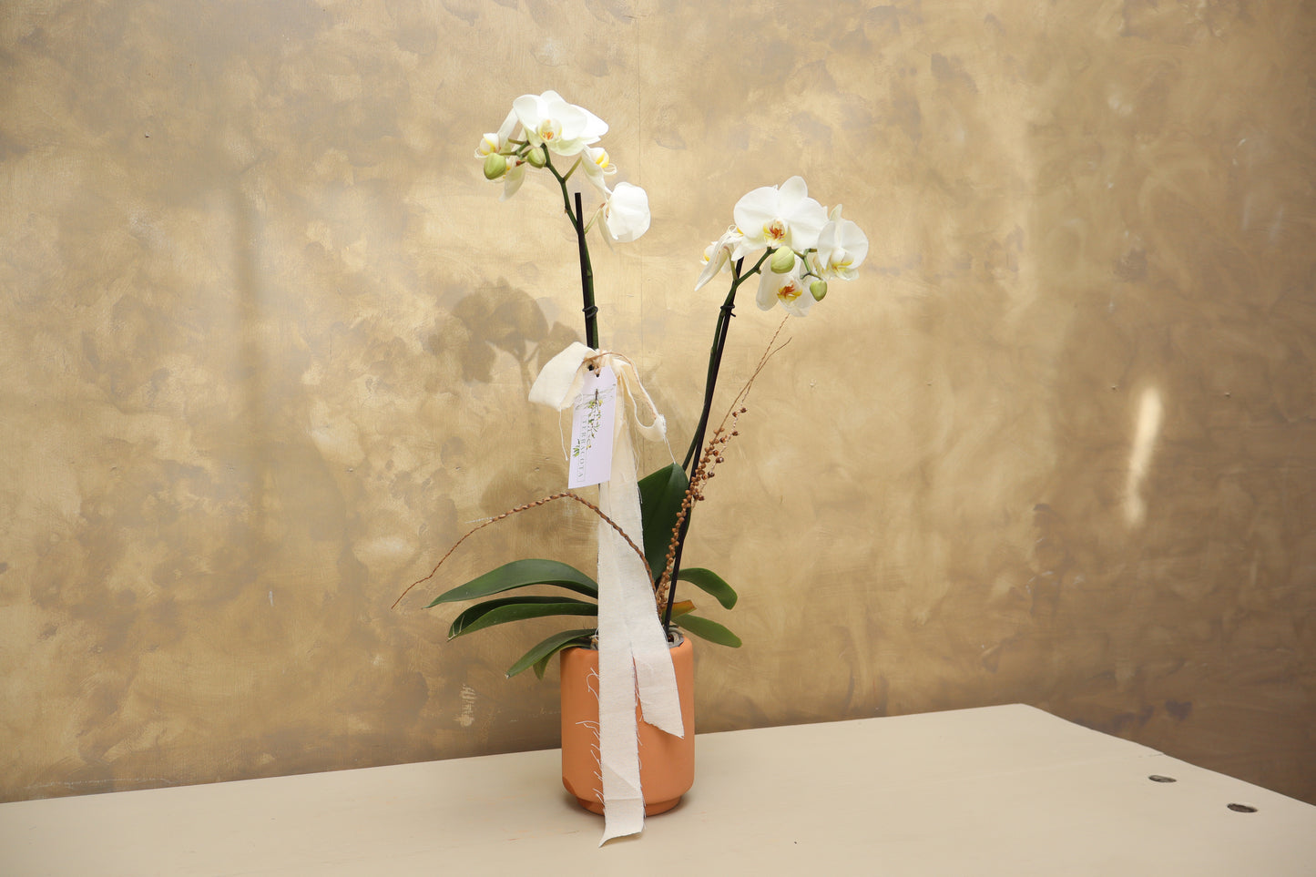 ORQUÍDEA