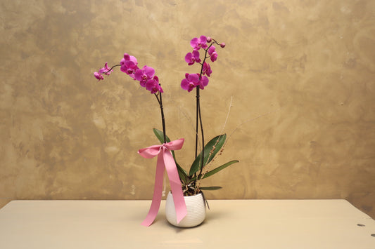 Orquídeas en base