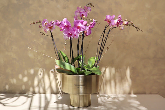 Arreglo de orquideas en cilindro grande