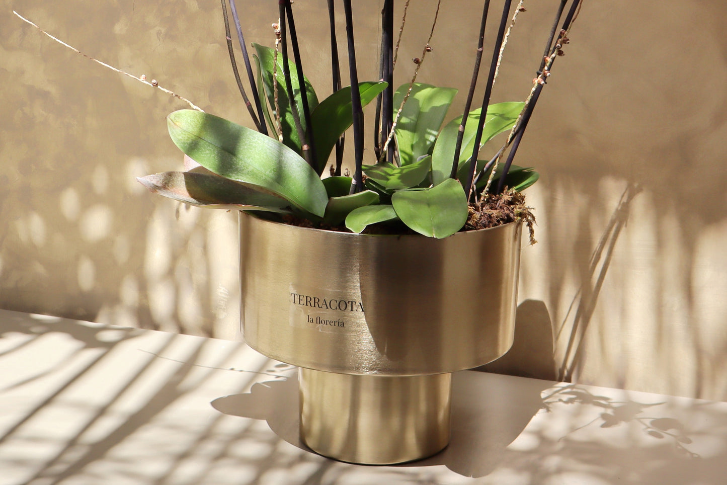 Arreglo de orquideas en cilindro grande