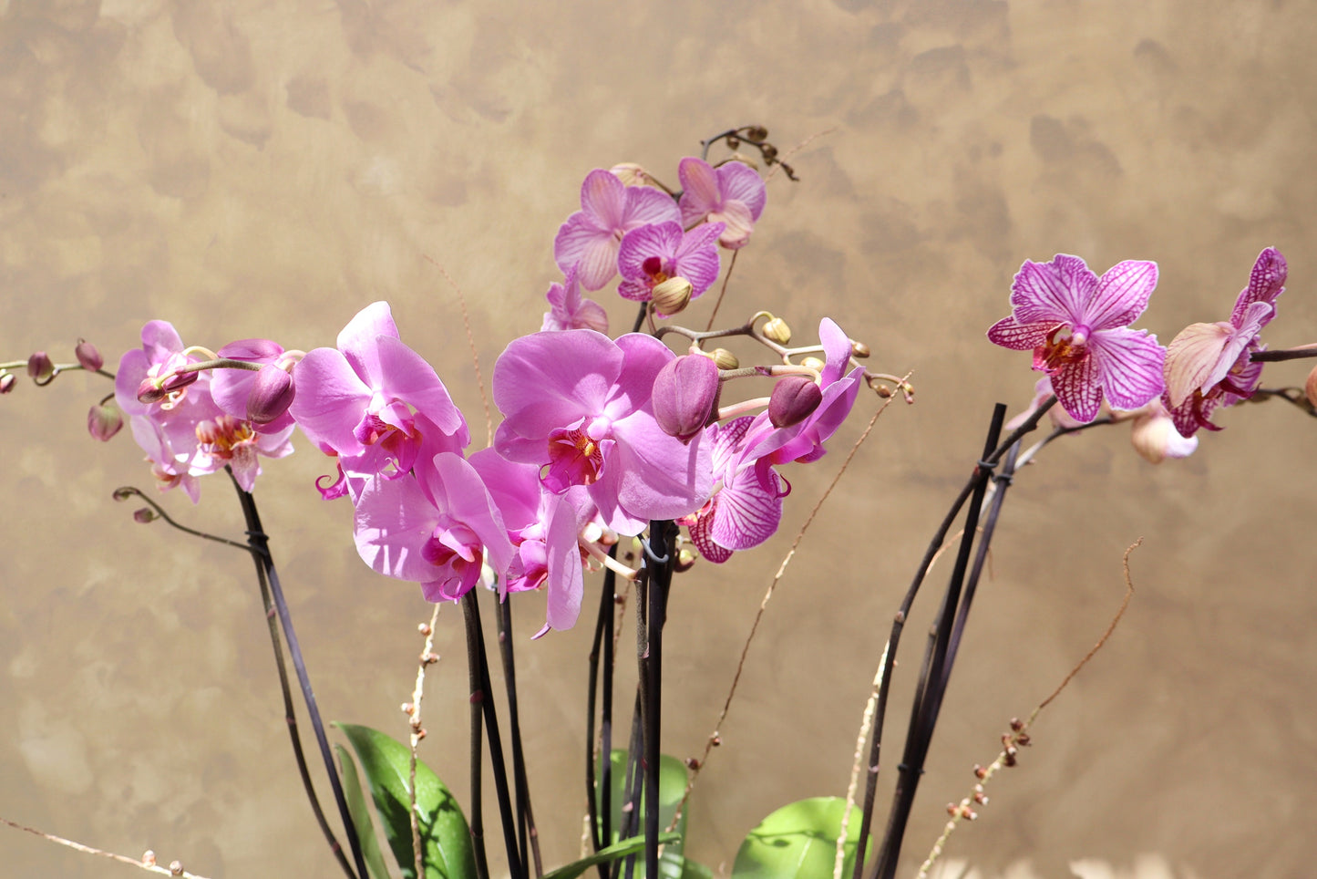 Arreglo de orquideas en cilindro grande