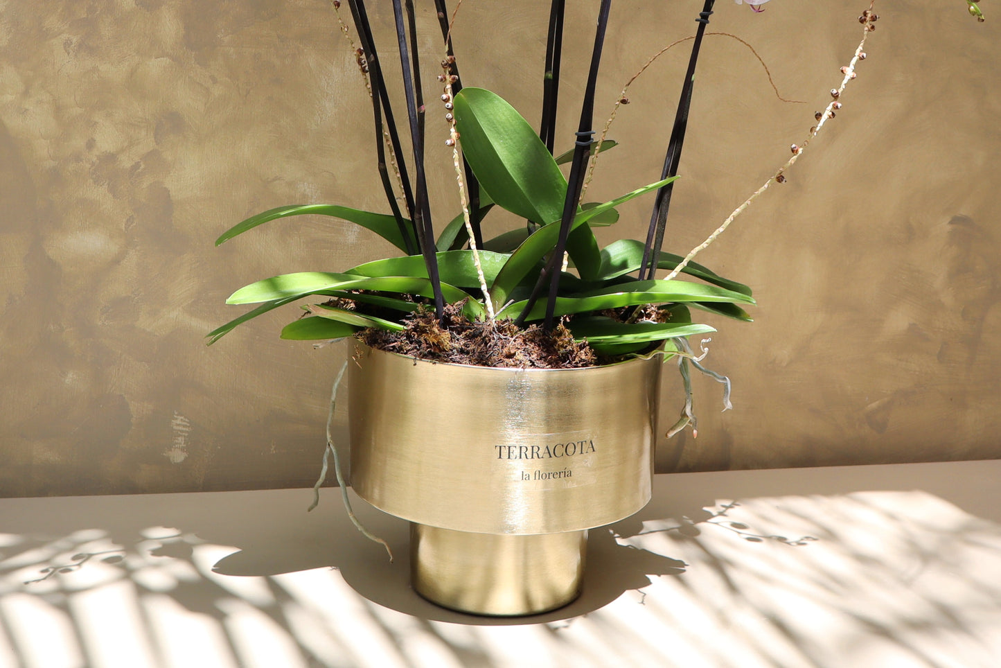 Arreglo de orquideas en cilindro chico