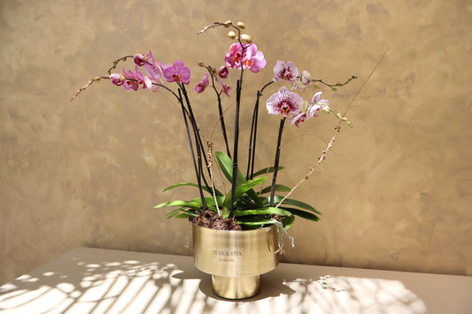 Arreglo de orquideas en cilindro mediano