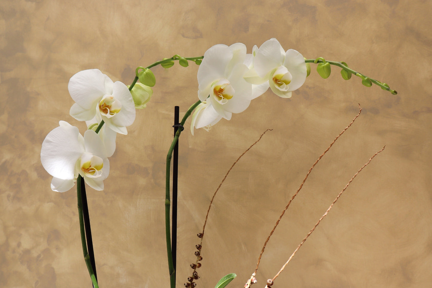 Arreglo de orquideas en cilindro chico