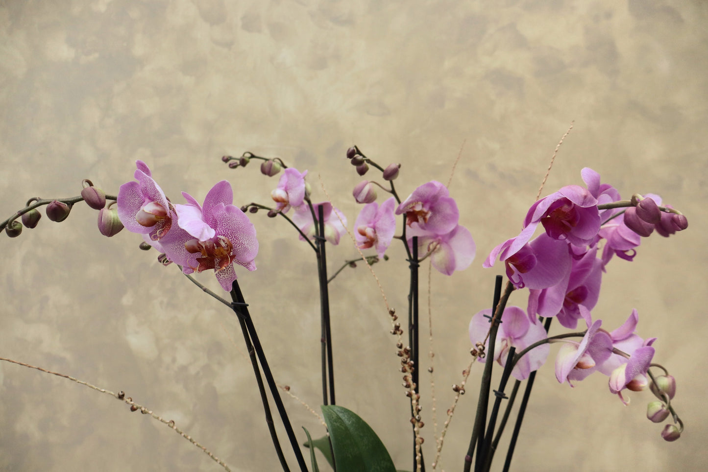 Arreglo de orquideas en cilindro mediano
