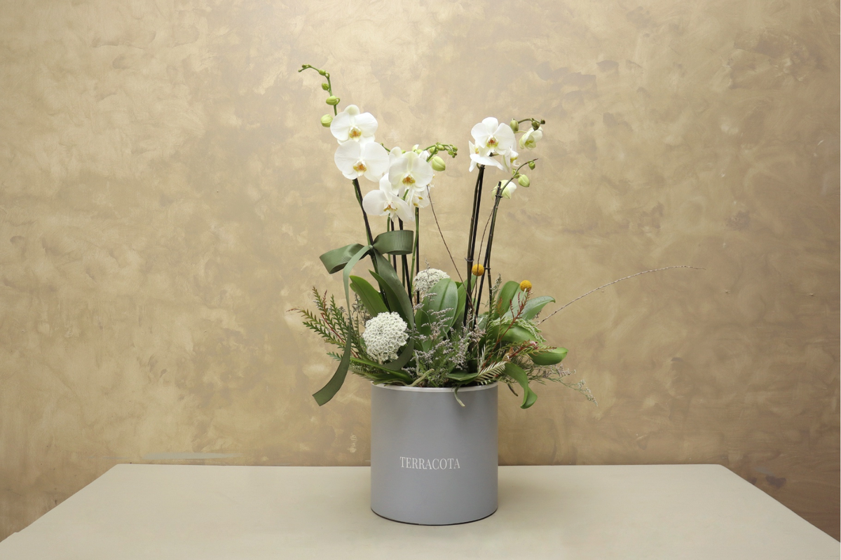 Orquídeas triple en base