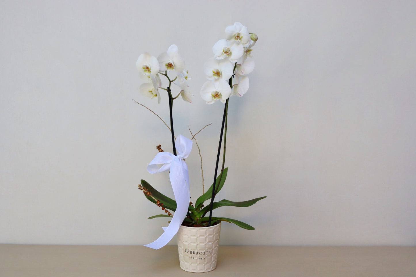 Orquídea