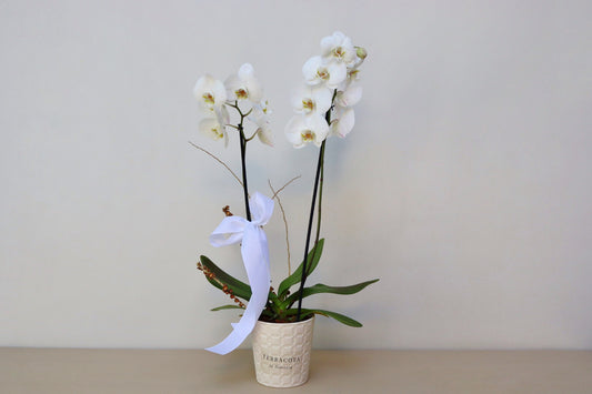 Orquídea