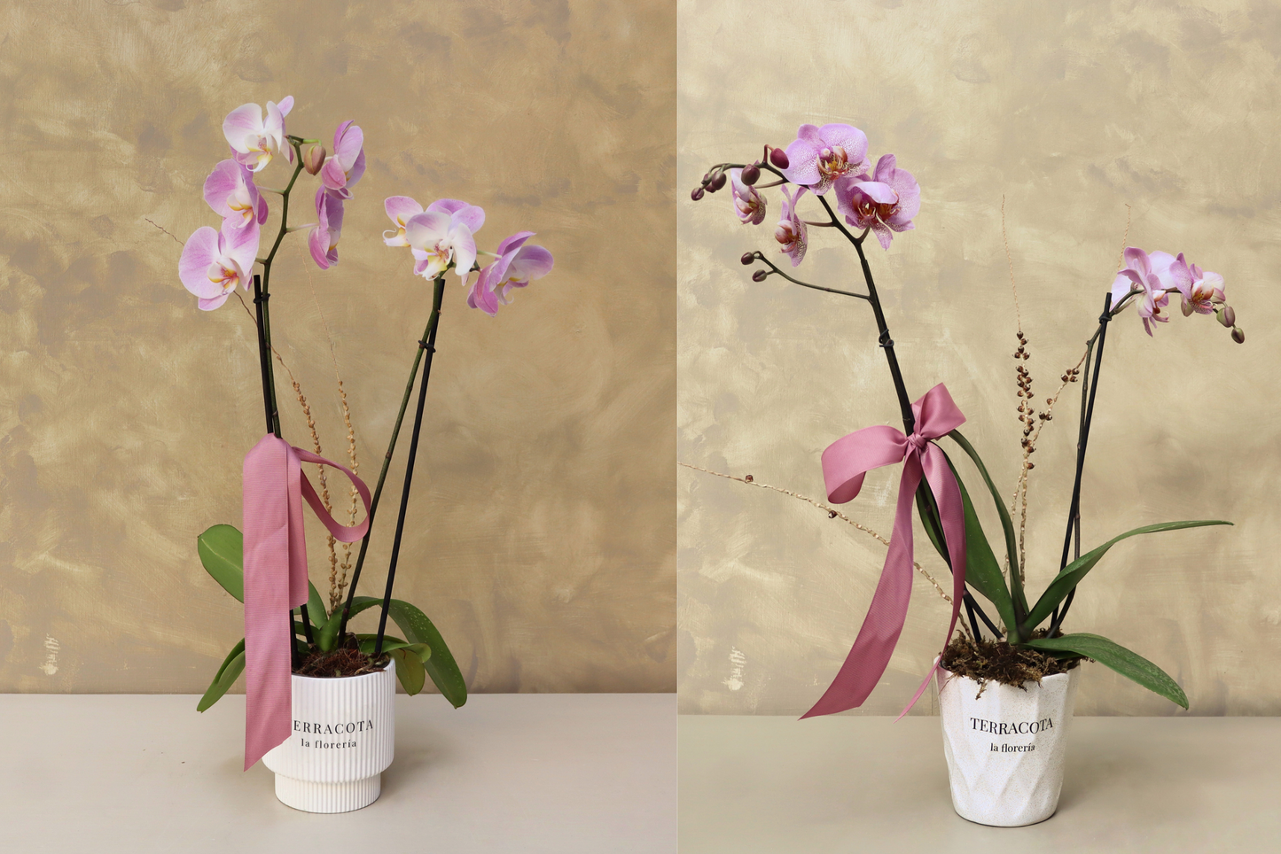 Orquídea